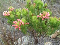 Erica vestita flowering pale